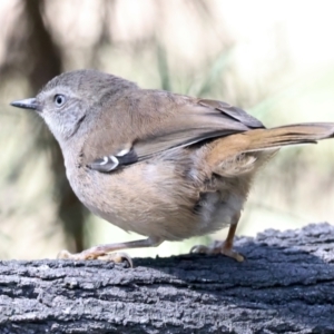 Sericornis frontalis at Majura, ACT - 12 Oct 2023