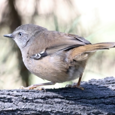 Sericornis frontalis (White-browed Scrubwren) at Mount Majura - 11 Oct 2023 by jb2602