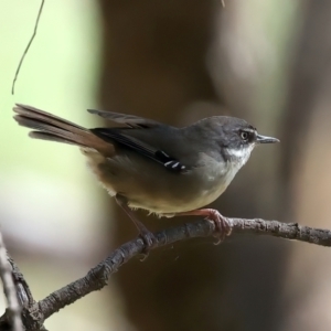 Sericornis frontalis at Majura, ACT - 12 Oct 2023