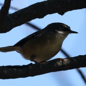 Sericornis frontalis at Majura, ACT - 12 Oct 2023