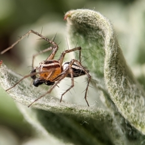 Oxyopes sp. (genus) at Holder, ACT - 21 Oct 2023