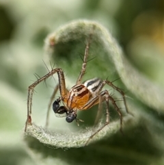 Oxyopes sp. (genus) at Holder, ACT - 21 Oct 2023 01:06 PM