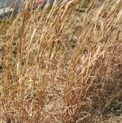 Andropogon virginicus at Paddys River, ACT - 25 Oct 2023