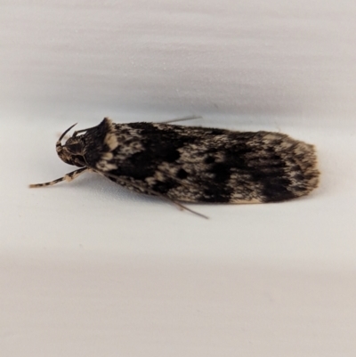 Barea codrella (A concealer moth) at Holder, ACT - 21 Oct 2023 by Miranda