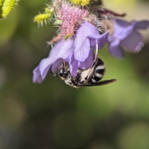 Lasioglossum (Chilalictus) sp. (genus & subgenus) at Acton, ACT - 25 Oct 2023 12:28 PM