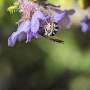 Lasioglossum (Chilalictus) sp. (genus & subgenus) at Acton, ACT - 25 Oct 2023