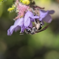 Lasioglossum (Chilalictus) sp. (genus & subgenus) at Acton, ACT - 25 Oct 2023