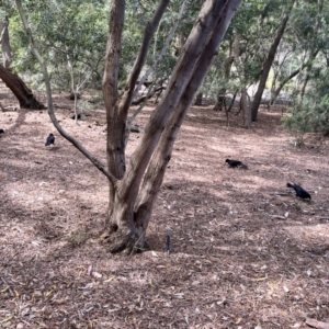 Corcorax melanorhamphos at Acton, ACT - 25 Oct 2023 02:35 PM