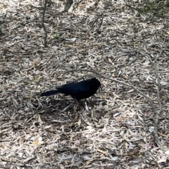 Corcorax melanorhamphos at Acton, ACT - 25 Oct 2023 02:35 PM