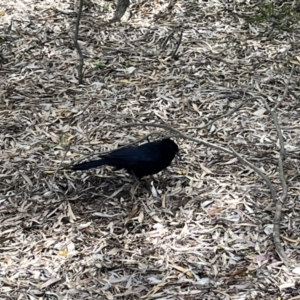 Corcorax melanorhamphos at Acton, ACT - 25 Oct 2023 02:35 PM