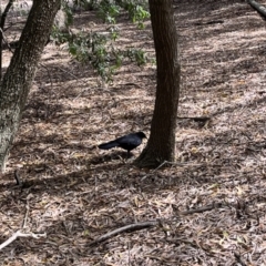 Corcorax melanorhamphos at Acton, ACT - 25 Oct 2023 02:35 PM