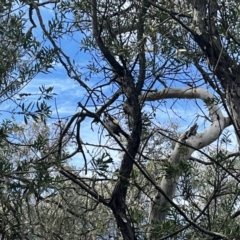 Phylidonyris novaehollandiae (New Holland Honeyeater) at Acton, ACT - 25 Oct 2023 by courtneyb