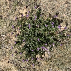 Verbena rigida var. rigida at Acton, ACT - 25 Oct 2023