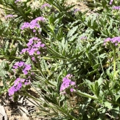 Verbena rigida var. rigida at Acton, ACT - 25 Oct 2023