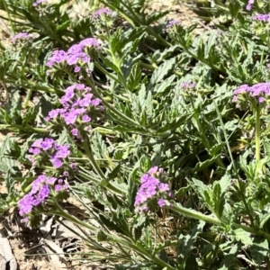 Verbena rigida var. rigida at Acton, ACT - 25 Oct 2023