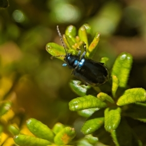 Altica sp. (genus) at Acton, ACT - 25 Oct 2023 12:41 PM