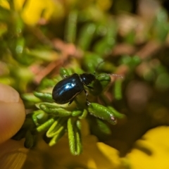 Altica sp. (genus) at Acton, ACT - 25 Oct 2023 12:41 PM