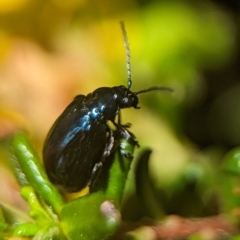 Altica sp. (genus) at Acton, ACT - 25 Oct 2023