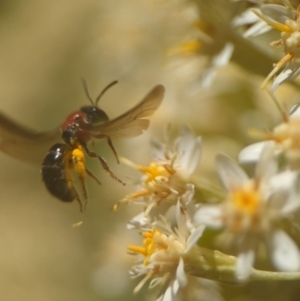 Lasioglossum (Callalictus) callomelittinum at Acton, ACT - 25 Oct 2023 12:49 PM