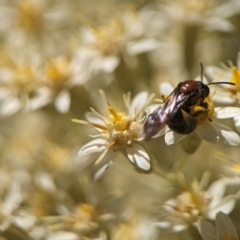 Lasioglossum (Callalictus) callomelittinum at Acton, ACT - 25 Oct 2023 12:49 PM