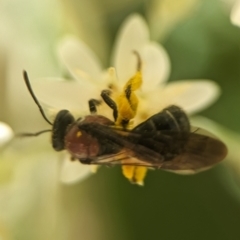 Lasioglossum (Callalictus) callomelittinum at Acton, ACT - 25 Oct 2023 12:49 PM