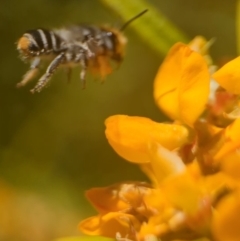 Megachile (Eutricharaea) maculariformis (Gold-tipped leafcutter bee) at Acton, ACT - 25 Oct 2023 by Miranda