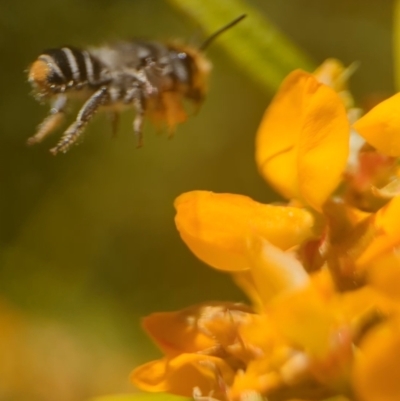 Megachile (Eutricharaea) maculariformis (Gold-tipped leafcutter bee) at ANBG - 25 Oct 2023 by Miranda