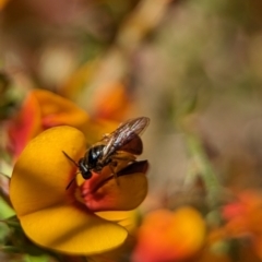 Exoneura sp. (genus) (A reed bee) at Canberra Central, ACT - 25 Oct 2023 by Miranda