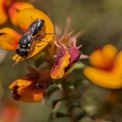Hylaeus (Gnathoprosopis) amiculiformis (A masked bee) at ANBG - 25 Oct 2023 by Miranda