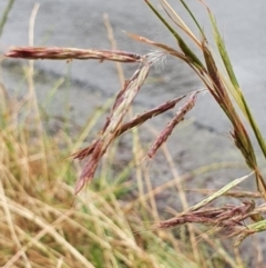 Hyparrhenia hirta (Coolatai Grass) at O'Connor Ridge to Gungahlin Grasslands - 25 Oct 2023 by Steve818