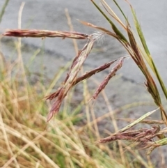 Hyparrhenia hirta (Coolatai Grass) at Crace, ACT - 25 Oct 2023 by Steve818