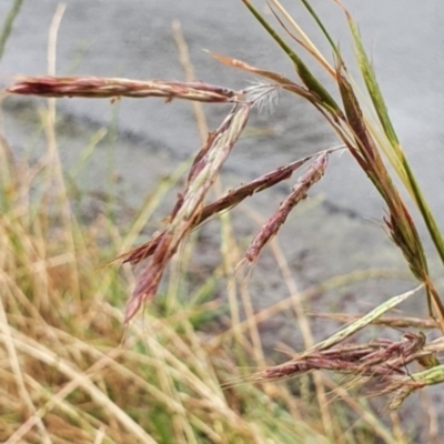 Hyparrhenia hirta (Coolatai Grass) at O'Connor Ridge to Gungahlin Grasslands - 25 Oct 2023 by Steve818
