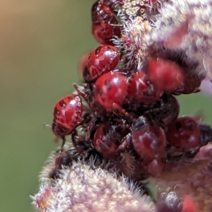 Oechalia schellenbergii at Acton, ACT - 25 Oct 2023