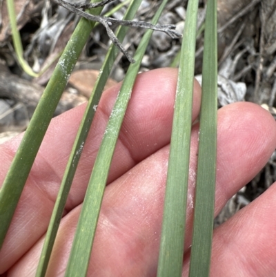 Lomandra multiflora (Many-flowered Matrush) at Aranda Bushland - 25 Oct 2023 by lbradley