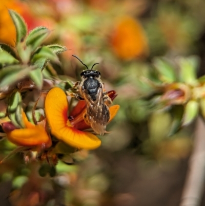 Leioproctus sp. (genus) (Plaster bee) at Canberra Central, ACT - 25 Oct 2023 by Miranda