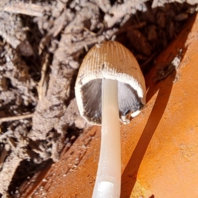 Coprinellus etc. (An Inkcap) at Watson, ACT - 25 Oct 2023 by abread111