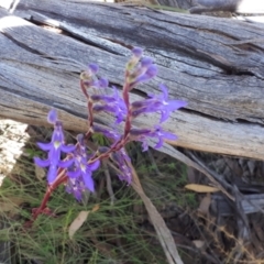 Lobelia gibbosa at Yaouk, NSW - 14 Mar 2022