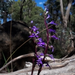 Lobelia gibbosa at Yaouk, NSW - 14 Mar 2022