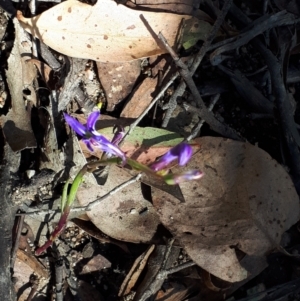 Lobelia gibbosa at Yaouk, NSW - 14 Mar 2022