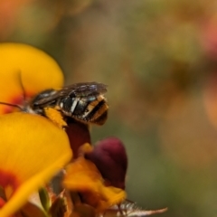 Lipotriches (Austronomia) ferricauda (Halictid bee) at ANBG - 25 Oct 2023 by Miranda