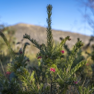 Grevillea lanigera (Woolly Grevillea) at Rendezvous Creek, ACT - 20 Oct 2023 by trevsci