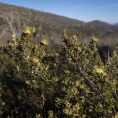 Phebalium squamulosum subsp. ozothamnoides (Alpine Phebalium, Scaly Phebalium) at Rendezvous Creek, ACT - 19 Oct 2023 by trevsci