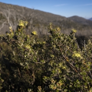 Phebalium squamulosum subsp. ozothamnoides at Rendezvous Creek, ACT - 20 Oct 2023 07:46 AM