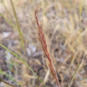 Vulpia sp. at Spence, ACT - 25 Oct 2023