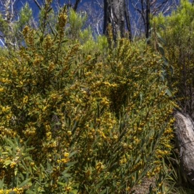 Daviesia mimosoides subsp. mimosoides at Rendezvous Creek, ACT - 18 Oct 2023 by trevsci
