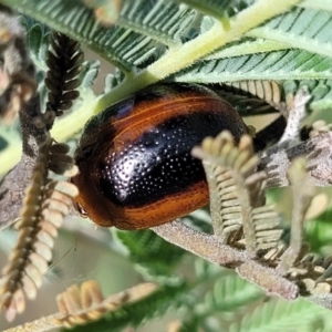 Dicranosterna immaculata at Fraser, ACT - 25 Oct 2023 04:02 PM