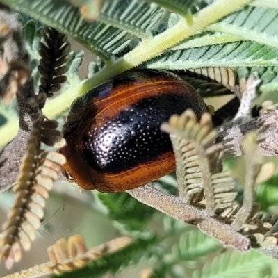 Dicranosterna immaculata (Acacia leaf beetle) at Fraser, ACT - 25 Oct 2023 by trevorpreston