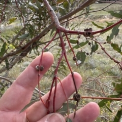 Eucalyptus insect gall at Aranda Bushland - 25 Oct 2023 by lbradley