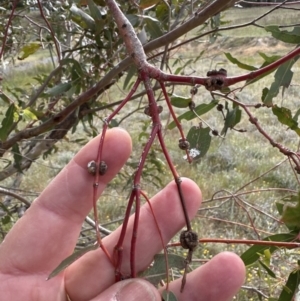 Eucalyptus insect gall at Yarralumla, ACT - 25 Oct 2023