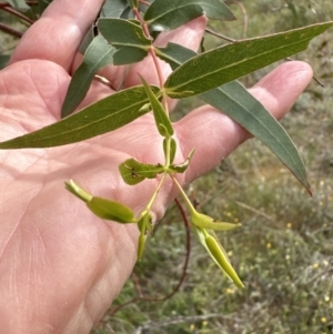 Eucalyptus insect gall at Molonglo Valley, ACT - 25 Oct 2023